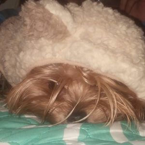 Meet your Posher, Elsa